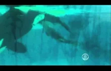 Narodziny małej orki, która natychmiast po urodzeniu pływa obok matki.