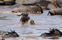 Śmiertelna rzeka Mara. Co roku tysiące antylop gnu i zebr przekraczają ją...