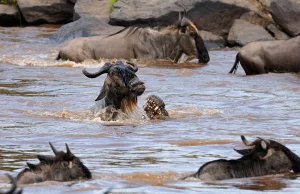 Śmiertelna rzeka Mara. Co roku tysiące antylop gnu i zebr przekraczają ją...