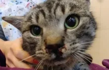 Kotek ze złamanym nosem i szczęką trafił do kliniki. Potrzebna pomoc