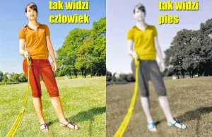 : Jak świat widzą zwierzęta