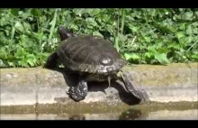 Zaradny żółwik