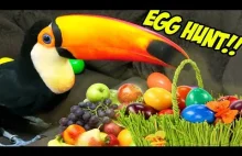 Toucan polujący na jajka