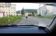 Медведь забежал в город Менты гоняют медведя по городу A bear ran into the...