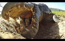 Krokodyl potrafi być bardzo delikatny podczas używania swoich szczęk.