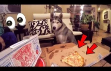 Jak wygląda jedzenie pizzy, gdy w poblizu jest Husky