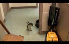 Zabawny malutki pingwin boi się łaskotania