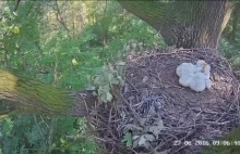 Jastrząb porwał dwoje z trojga piskląt bociana czarnego [FILM]