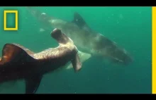 Rekin tygrysi vs. rekin młot
