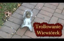 Trollowanie Wiewiórek