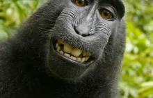 Jakie prawa ma małpa, która zrobiła sobie selfie?