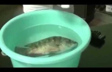 Chińskie wskrzeszanie ryb za pomocą tajemniczego środka