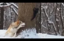 Husky i wiewiórka
