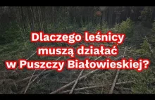 Dlaczego leśnicy muszą działać w Puszczy Białowieskiej?