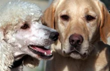 Psy potrafią rozpoznać znajome osoby i czworonogi ze zdjęć