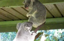 Ostra kłótnia misiów koala