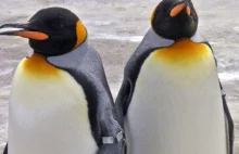 Pingwin z Warszawy dostanie nowy dziób. Pomoże drukarka 3D