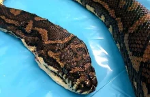 W Australii znaleziono węża. W jego ciało było wbitych ponad 500 kleszczy