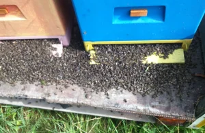 Pszczelarz wytruł innym pszczelarzom 44 rodziny pszczele!