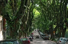 Zielona ulica w Brazylii