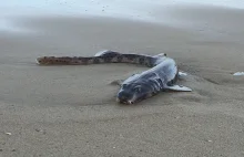 Na plaży w Australii znaleziono rybę o kocich oczach