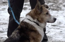 Dąbrówka (pomorskie): po dwóch lata odnaleźli zaginionego psa