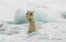 Najlepsze zdjęcia przyrody zgłoszone do konkursu National Geographic