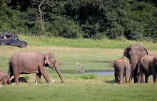 Chiny ratują afrykańskie słonie