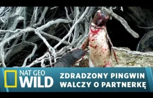 Zdradzony pingwin walczy o swoją partnerkę