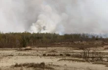 Stalowa Wola: Potężny pożar lasu w gminie Radomyśl nad Sanem