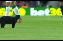 Czarny kot chciał zagrać w meczu z Barceloną