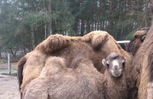 W Poznaniu możesz wyczesać wielbłąda. ZOO szykuje nowe atrakcje.