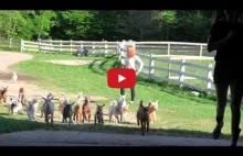 Kozy biegają po farmie słoneczników.