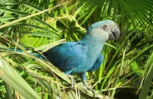 Gatunek papugi znanej z filmu „Rio” prawdopodobnie wyginął