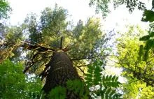 Wyznaczanie północy w lesie - Ciekawostki — Regionalna Dyrekcja Lasów...