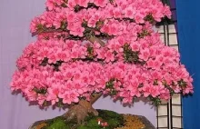 Kwitnące Bonsai - jedna z ikon Japonii. Najpiękniejszych ikon