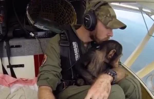 Szympansiątko uratowane z rąk kłusowników leci do nowego domu na kolanach pilota