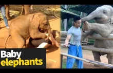 Słonie są takie pocieszne...