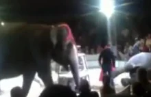 Białoruś: Wypadek w cyrku. Słoń spadł z dwumetrowej platformy WIDEO