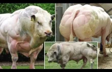 Genetically modified mutant cow created in Belgium