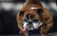 Konkurs na najbrzydszego psa na świecie rozstrzygnięty