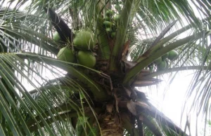 Zielony Kokos