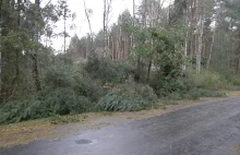 Orkan Ksawery w gminie Sośnie