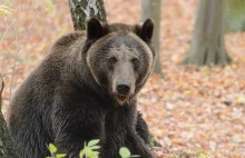 Na Podkarpaciu żyje już ponad 200 niedźwiedzi