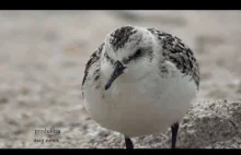 Piękny film pokazujący piękno włoskiego wybrzeża w Toskanii