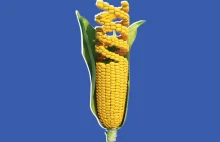 Europa i jej absurdalna polityka w sprawach GMO