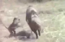Niesamowite i rzadkie nagranie jak małpy uciekają na dziku przed murzynami!