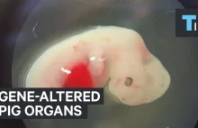 Genetycznie zmodyfikowane świnie wyhodują nam narządy do przeszczepów