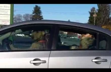Psia rodzina trąbi klaksonem w samochodzie aby człowieki się pospieszył