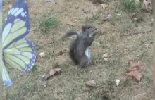 Zabawna reakcja wiewiórki podczas jedzenia pysznego orzecha